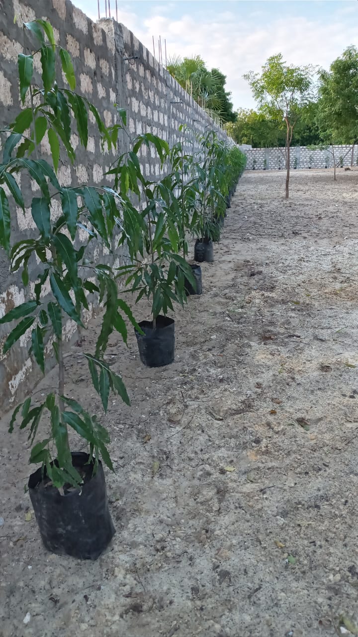 Tree arrangement and spacing